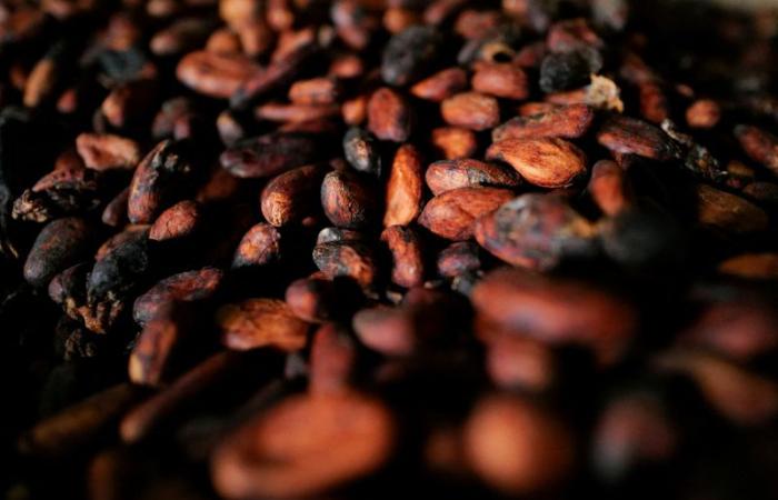 Gli acquisti di cacao in Ghana crollano a causa dei ritardi nei pagamenti e nei finanziamenti legati alle elezioni