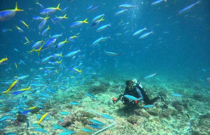 una donna svizzera esplora l’oceano alle Seychelles