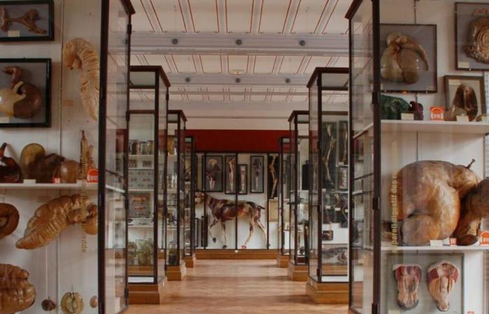 Gabinetto delle curiosità, Sainte Chapelle… I tesori da scoprire questa settimana in Val-de-Marne