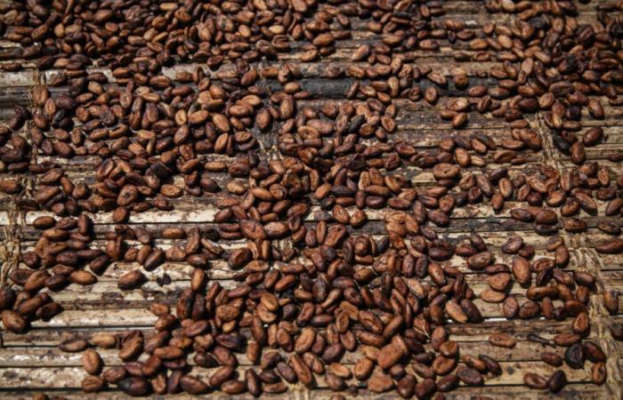 L’aumento dei prezzi mette sotto pressione il mercato ivoriano del cacao