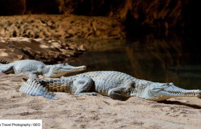 Scoperti nelle caverne del Gabon, questi coccodrilli nani dalla pelle arancione sono in fase di trasformazione