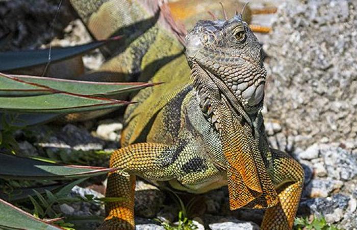 I funzionari della Florida Fish and Wildlife ricordano ai residenti anche l’impatto del freddo sulla fauna selvatica