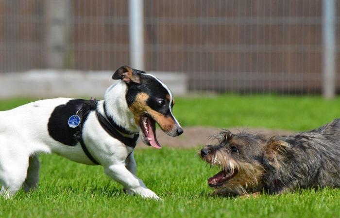 in questo comune verrà realizzato un parco interamente dedicato ai cani