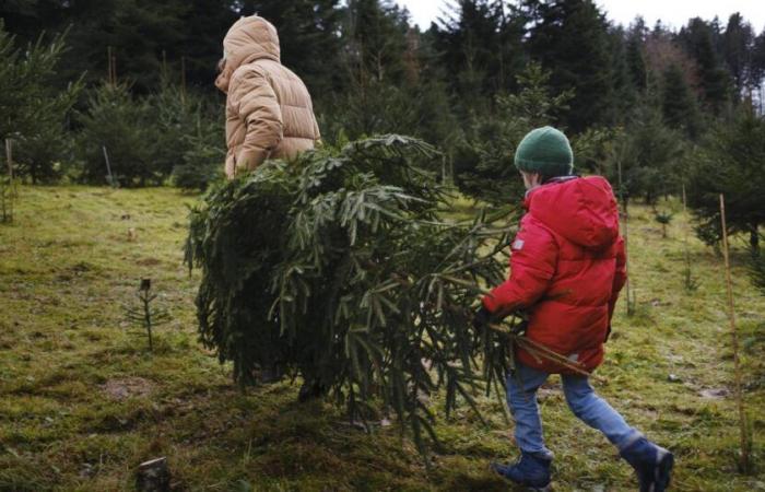 La città di Gand ha invitato in tutta fretta i suoi abitanti a mangiare i loro alberi di Natale – rts.ch