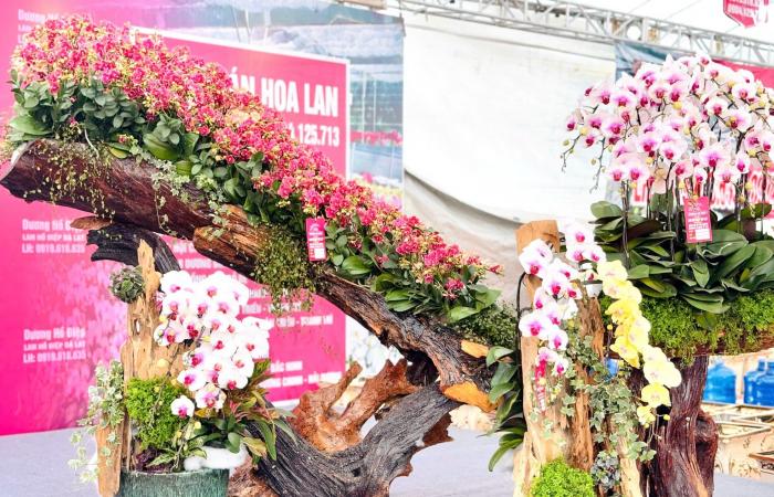 Primo piano di un vaso di orchidea Phalaenopsis placcato in oro e tempestato di diamanti in vendita per quasi 4 miliardi di VND