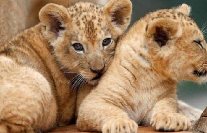 il Giardino Zoologico di Rabat celebra 13 anni di impegno per la biodiversità