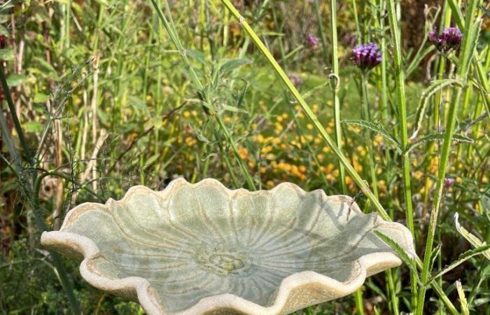 Come aiutare la fauna selvatica a prosperare nel tuo giardino d’inverno