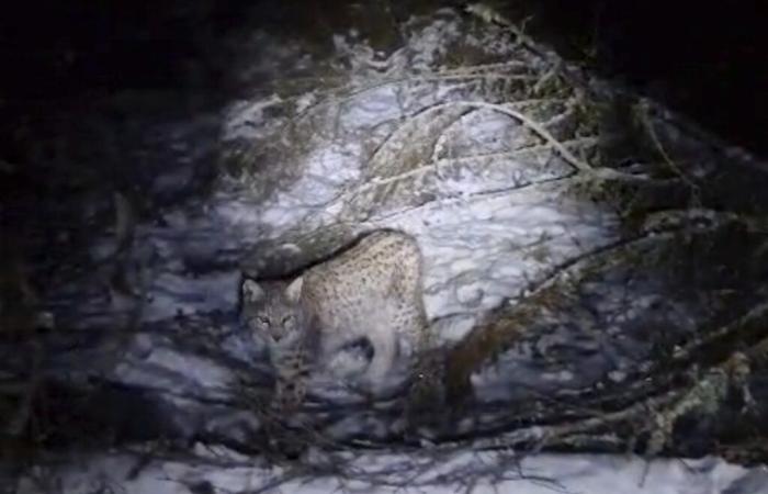 Lince “rilasciata illegalmente” in Scozia