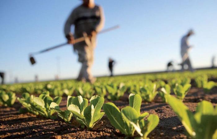 Campagna agricola: misure dettagliate per ridurre i costi dei produttori