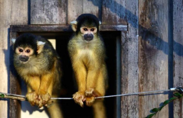 Opinione shock: gli zoo dovrebbero uccidere i loro animali adulti