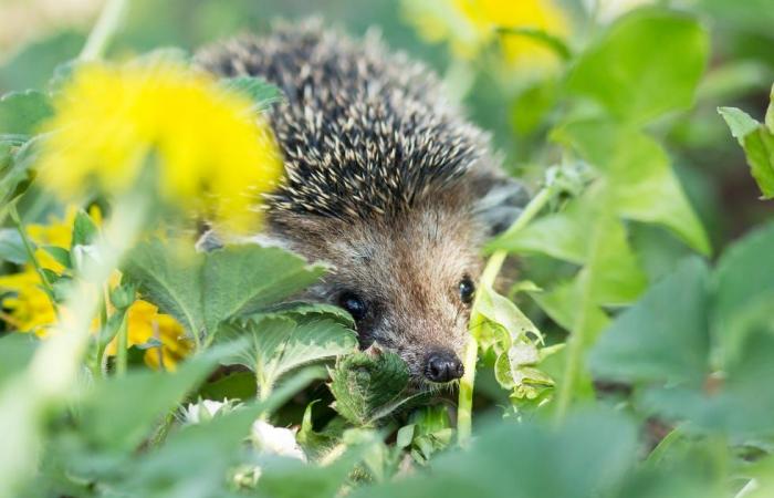 Come aiutare la fauna selvatica a prosperare nel tuo giardino d’inverno