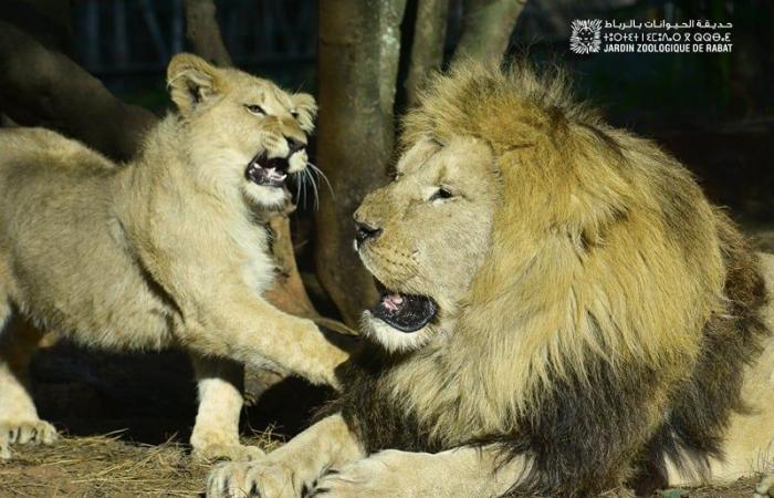 Giardino Zoologico Nazionale, l’attrazione più visitata di Rabat