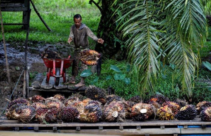 Olio di palma: l’UE vince in parte la causa presso l’OMC contro l’Indonesia