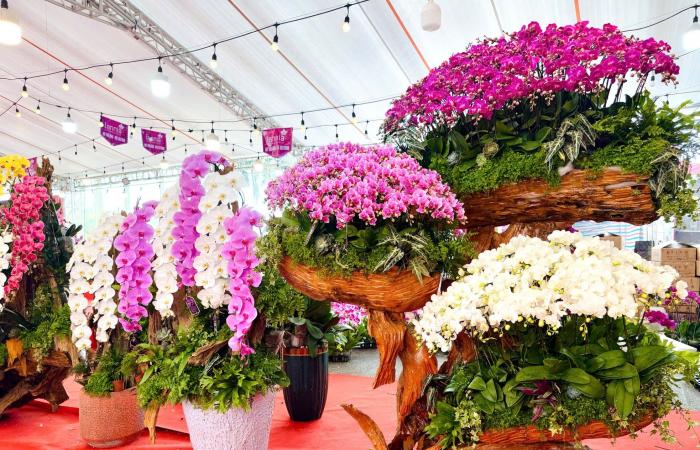 Primo piano di un vaso di orchidea Phalaenopsis placcato in oro e tempestato di diamanti in vendita per quasi 4 miliardi di VND