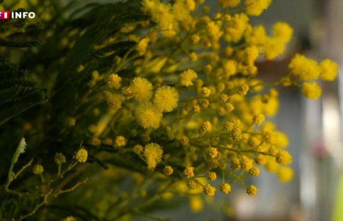 Fusti “completamente sbucciati”: nel sud della Francia, il timore di un raccolto di mimose catastrofico