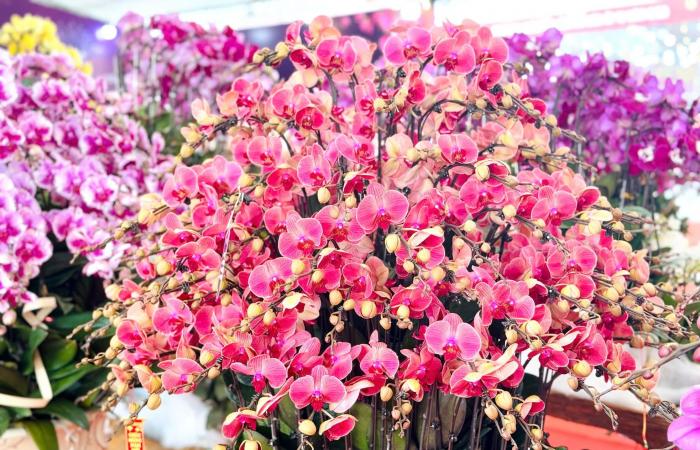 Primo piano di un vaso di orchidea Phalaenopsis placcato in oro e tempestato di diamanti in vendita per quasi 4 miliardi di VND