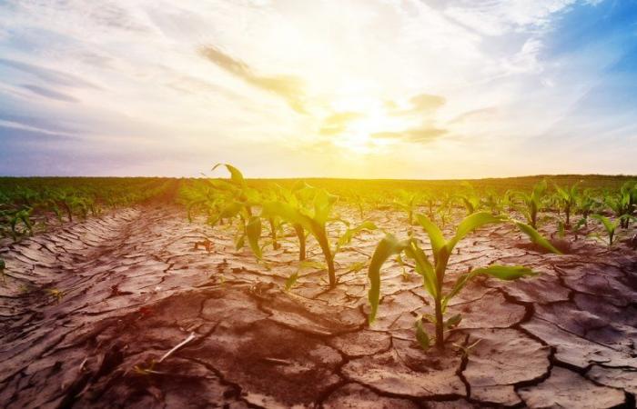 Carenza idrica e cambiamento climatico: il nuovo piano di battaglia del Ministero dell’Agricoltura