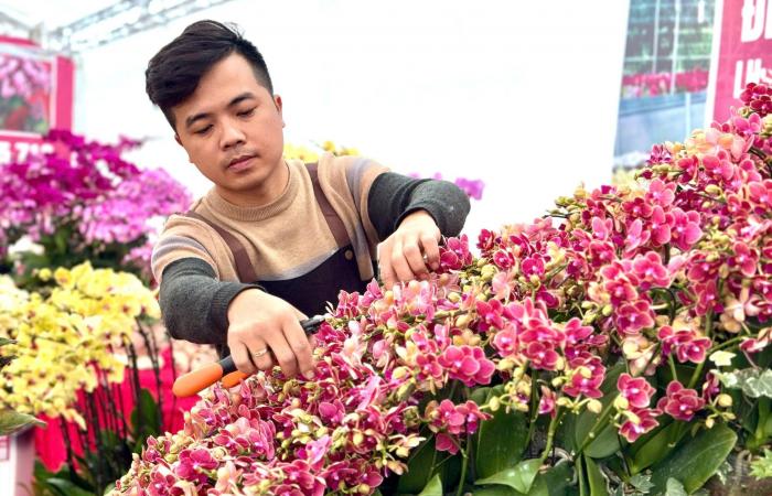 Primo piano di un vaso di orchidea Phalaenopsis placcato in oro e tempestato di diamanti in vendita per quasi 4 miliardi di VND