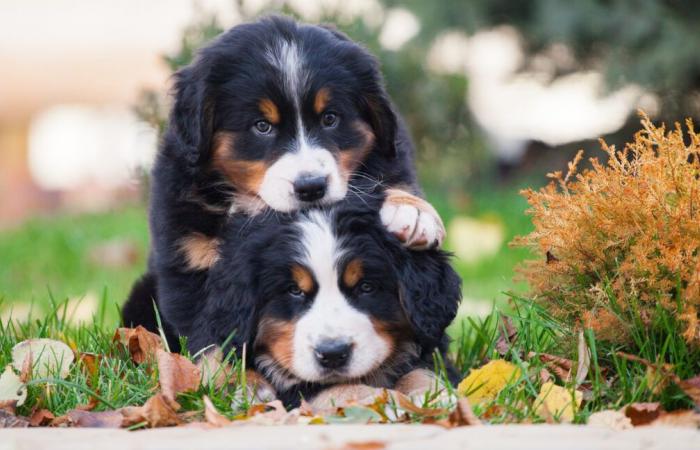 Il cucciolo di montagna bernese “Terror” non smette di sedersi sul Grande Fratello