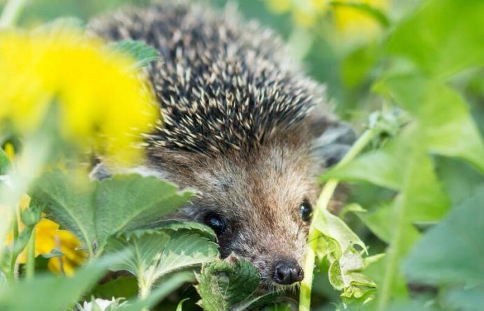 Come aiutare la fauna selvatica a prosperare nel tuo giardino d’inverno