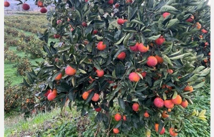 “L’arancia Moro di Sicilia merita davvero di essere conosciuta! »