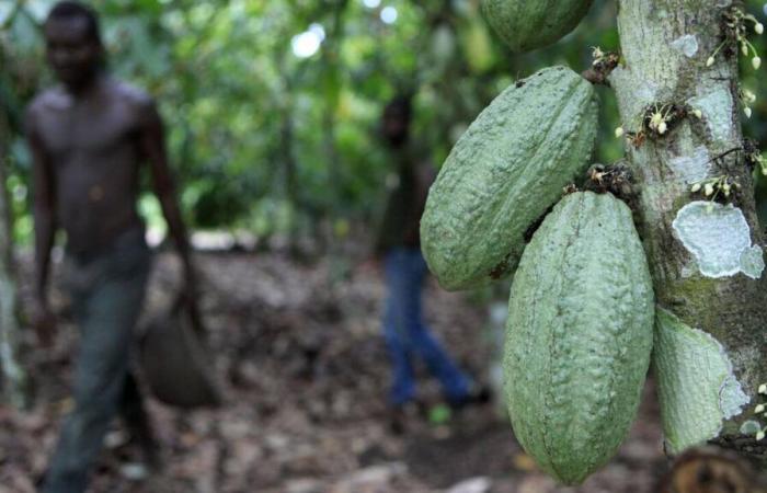 In video – Più sostenibile, l’agroforestazione sta tornando alla ribalta nella produzione del cacao