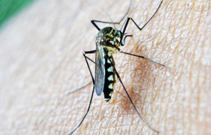 la nuova arma scientifica contro la piaga della malaria