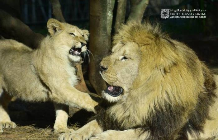 Il Giardino Zoologico Nazionale: 6 milioni di visitatori in 13 anni