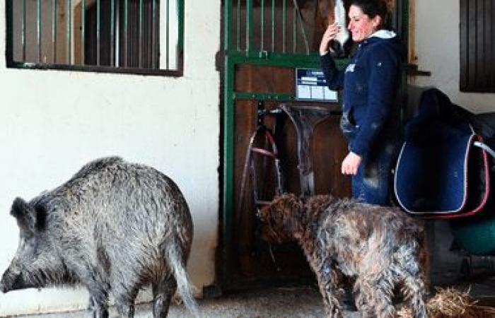 Nell’Aube, una donna lotta per mantenere una femmina di cinghiale chiamata “Rillette”, catturata l’anno scorso