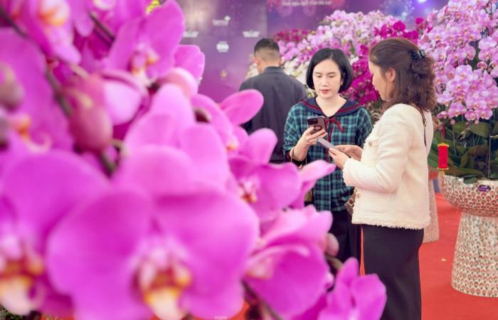 Primo piano di un vaso di orchidea Phalaenopsis placcato in oro e tempestato di diamanti in vendita per quasi 4 miliardi di VND