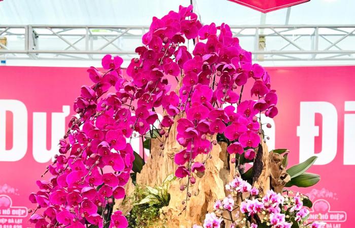 Primo piano di un vaso di orchidea Phalaenopsis placcato in oro e tempestato di diamanti in vendita per quasi 4 miliardi di VND