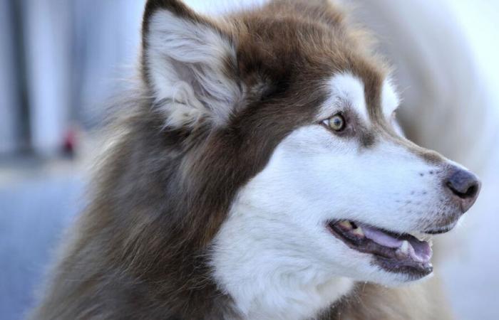 Un bambino di 7 anni muore dopo essere stato attaccato da cinque cani nella fattoria di famiglia in Belgio