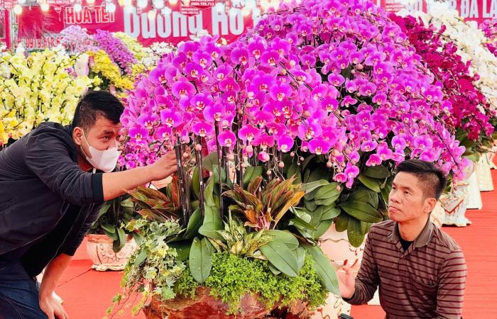 Primo piano di un vaso di orchidea Phalaenopsis placcato in oro e tempestato di diamanti in vendita per quasi 4 miliardi di VND