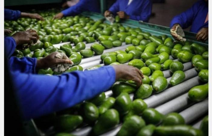 Il Marocco punta a 90.000 ton di avocado per il 2024/25