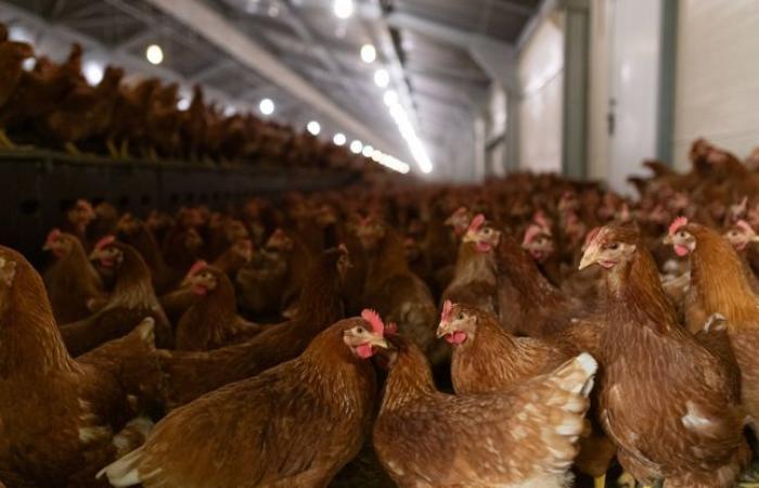 Un uomo muore di influenza aviaria dopo aver mangiato pollo contaminato