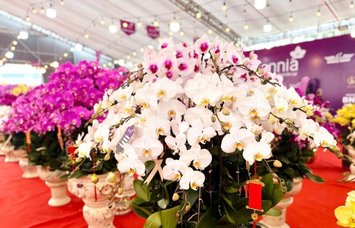 Primo piano di un vaso di orchidea Phalaenopsis placcato in oro e tempestato di diamanti in vendita per quasi 4 miliardi di VND