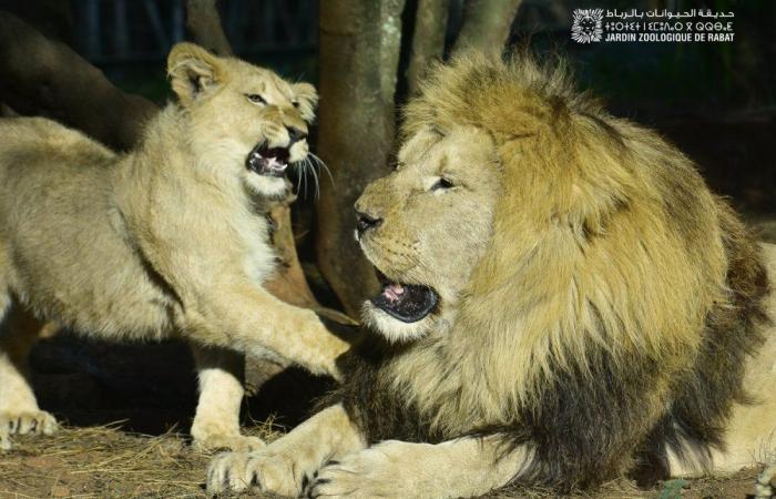 Lo Zoo di Rabat festeggia il suo 13° anniversario