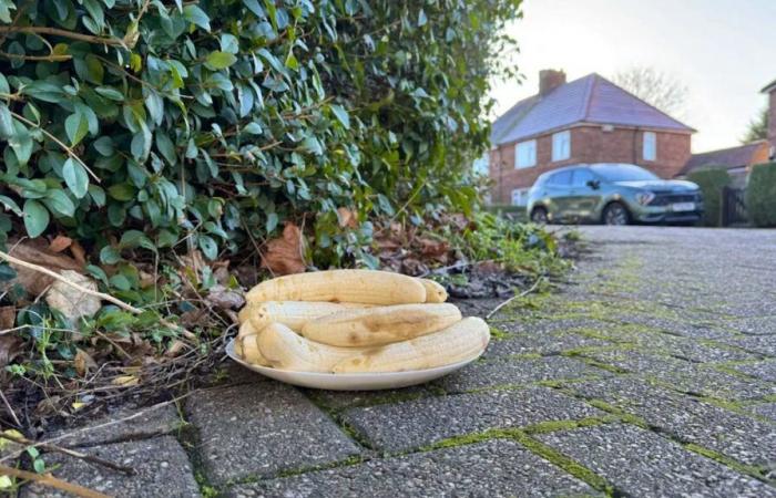 In Inghilterra: chi si nasconde dietro questo strano piatto di banane?