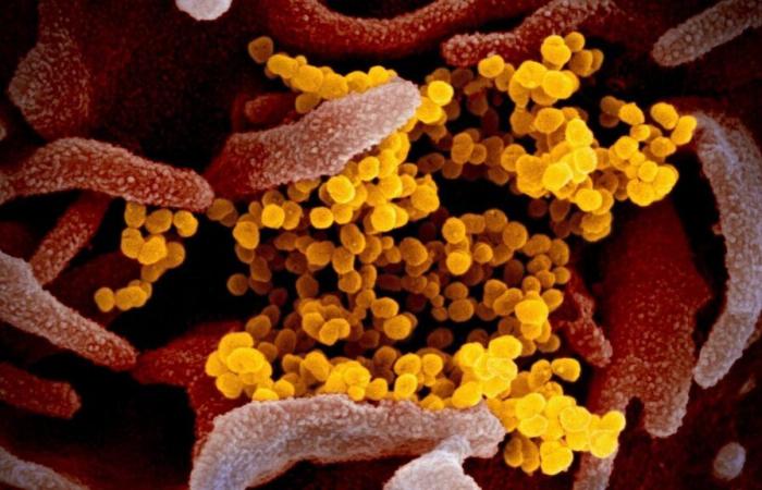 L’India registra oltre 200 casi di HMPV nel 2024; gli scienziati dicono che non si tratta di un nuovo virus