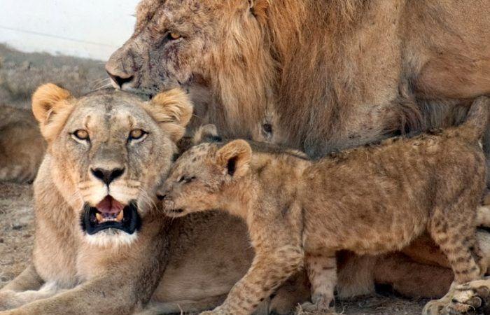 Lo zoo di Rabat, l’attrazione numero uno della città con 500.000 visitatori all’anno – Telquel.ma