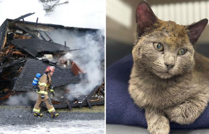 Lucky, il gatto miracoloso dell’incendio di Saint-Benjamin, al centro di un’ondata di solidarietà