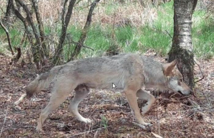 Un fotografo amatoriale si trova faccia a faccia con un lupo che fa il bagno nella Laïta