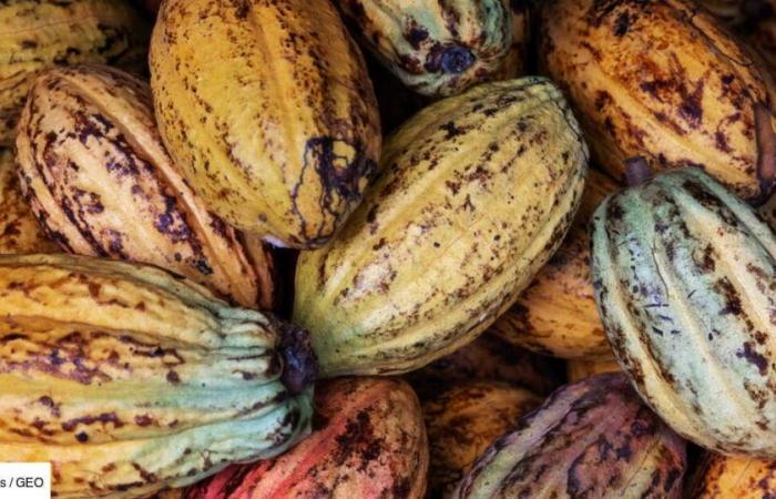 “Il cacao etico è una bella idea… poco credibile!”