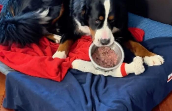 Scopri l’adorabile rituale mattutino di questo Bovaro del Bernese che fa colazione solo a letto (video)