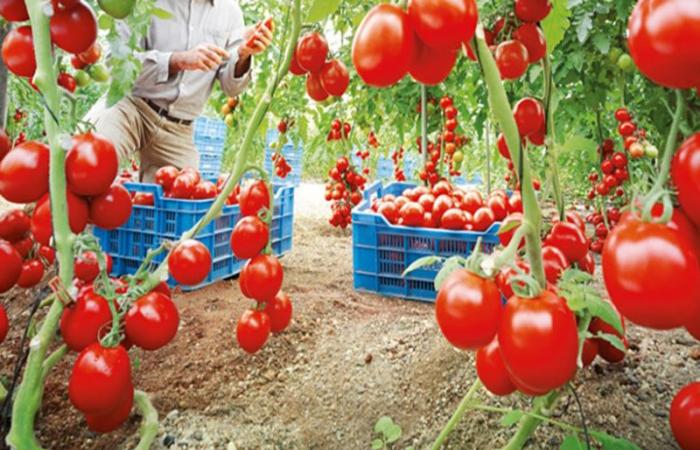 Il Marocco, fornitore essenziale di pomodori per l’Ue