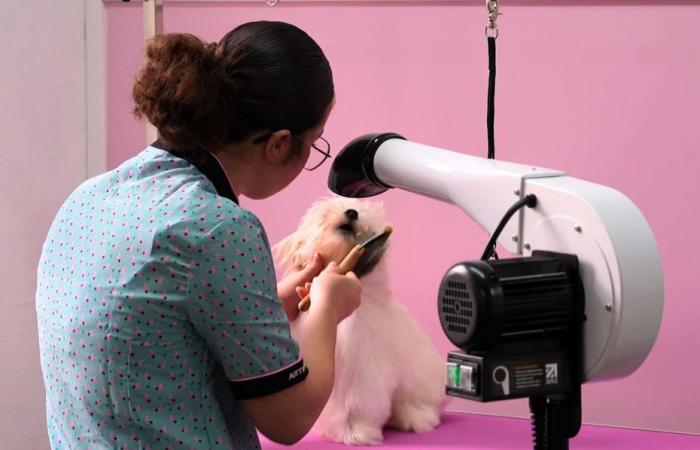 “Prendersi cura di un cane è importante per la sua salute”, questa migliore apprendista in Francia ha aperto il suo salone di toelettatura