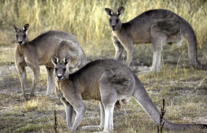 Negli animali, la durata della gestazione dipende dalla loro taglia