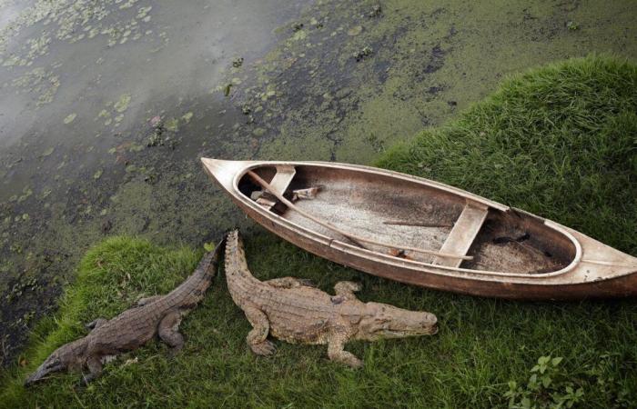 L’isola misteriosa del fotografo Henry Roy