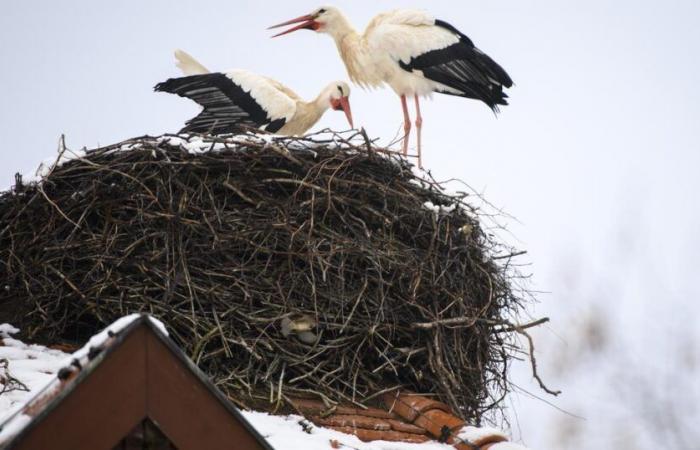 Sempre più cicogne svernano in Svizzera – rts.ch