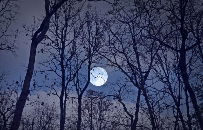 La Luna Piena del Lupo (la prima dell’anno) arriverà molto presto: ecco cosa aspettarci